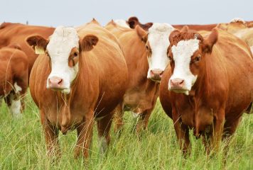 Updated control measures of Lumpy Skin Disease (LSD) outbreak in Namibia