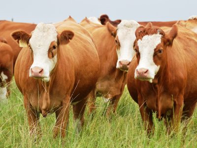 Updated control measures of Lumpy Skin Disease (LSD) outbreak in Namibia