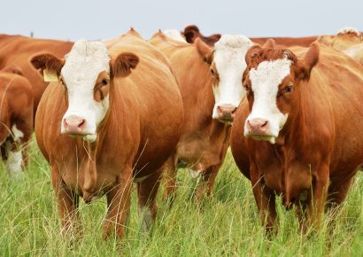 Updated control measures of Lumpy Skin Disease (LSD) outbreak in Namibia