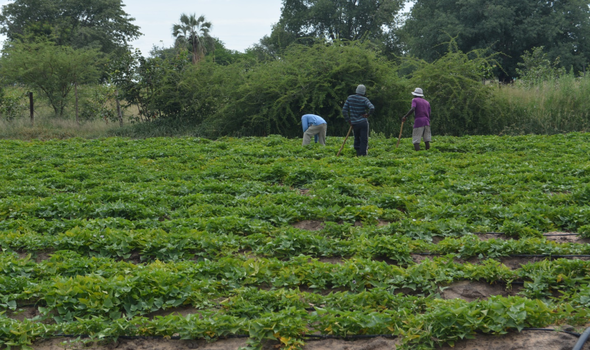 Bank of Namibia hosts its 25th Annual Symposium, themed: “Global Value Chains for Inclusive Development: How Can Namibia Position its Agriculture Sector?”  