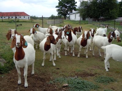 SUCCESSFUL HANDOVER OF GOATS AND ENERGY-EFFICIENT STOVES UNDER THE IREMA KUNENE PROJECT
