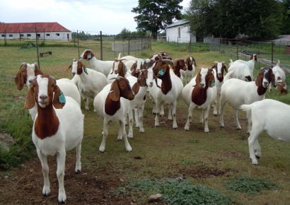 SUCCESSFUL HANDOVER OF GOATS AND ENERGY-EFFICIENT STOVES UNDER THE IREMA KUNENE PROJECT