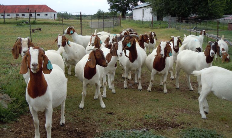 SUCCESSFUL HANDOVER OF GOATS AND ENERGY-EFFICIENT STOVES UNDER THE IREMA KUNENE PROJECT