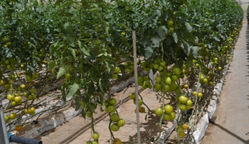 Blossoming the Namib Desert with Fresh produce – The incredible story of Avagro