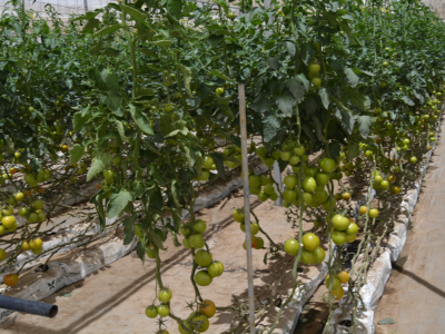 Blossoming the Namib Desert with Fresh produce – The incredible story of Avagro