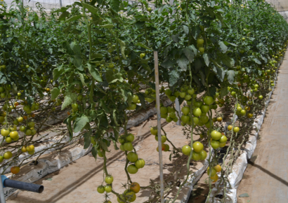 Blossoming the Namib Desert with Fresh produce – The incredible story of Avagro