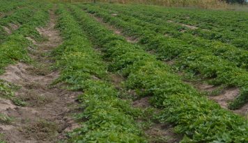 Crop Producer Registration Cards (CPRC): Transforming Namibia’s Agronomic & Horticultural Industry.