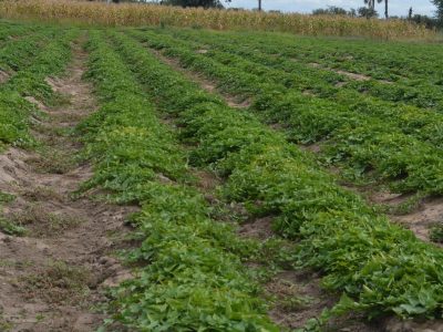 Crop Producer Registration Cards (CPRC): Transforming Namibia’s Agronomic & Horticultural Industry.