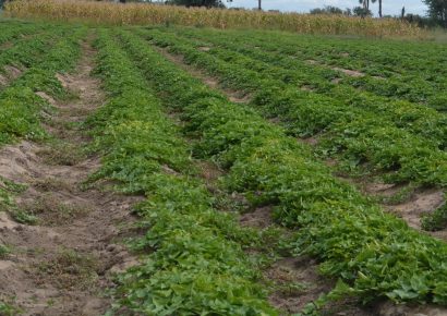 Crop Producer Registration Cards (CPRC): Transforming Namibia’s Agronomic & Horticultural Industry.