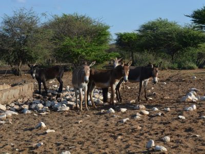The Republic of Korea supports drought-stricken communities in Namibia