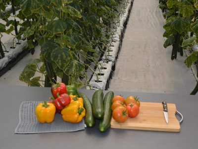 The nexus between Green Hydrogen and Agriculture – Daures Green Hydrogen Village