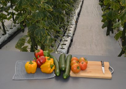 The nexus between Green Hydrogen and Agriculture – Daures Green Hydrogen Village