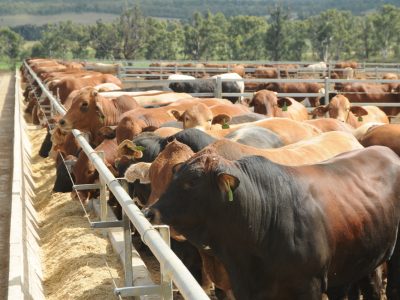 Etunda Feedlot: The Start of a New Era for Communal Livestock Farming in the NCAs
