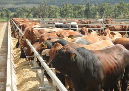Etunda Feedlot: The Start of a New Era for Communal Livestock Farming in the NCAs