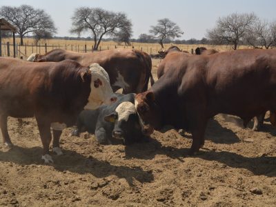 Regional Awareness Campaign on Foot and Mouth Disease (FMD) in Southern Namibia