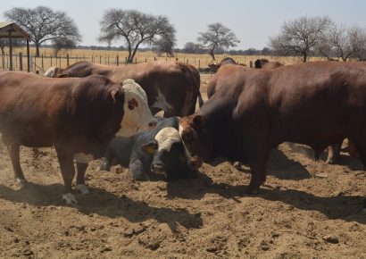 Regional Awareness Campaign on Foot and Mouth Disease (FMD) in Southern Namibia